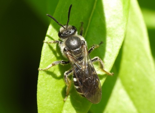 31) Andrena sp.<br />18.05.2019