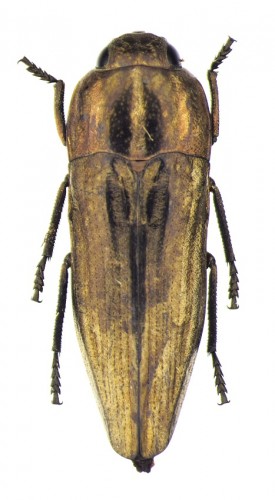 dł. 13,8 mm, samiec