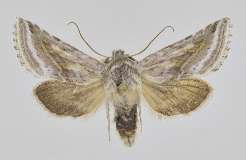 Behounekia freyeri (.JPG