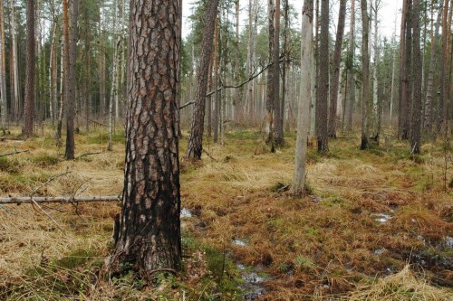 Środowisko występowania Asemum tenuicorne w Puszczy Białowieskiej (BPN)