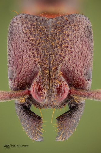 Bothroponera pachyderma
