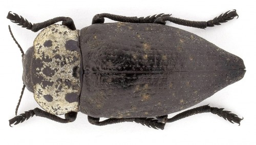 Capnodis tenebrionis (Linnaeus, 1761)