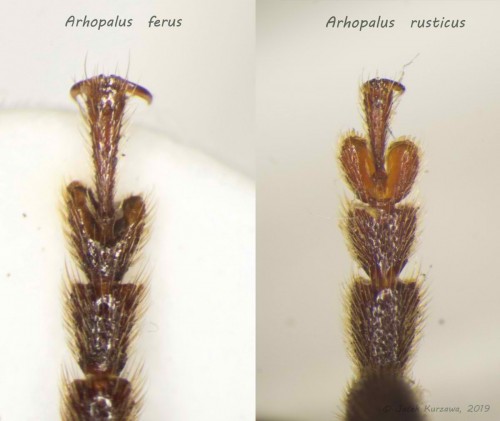 arhopalus ferus vs rusticus.jpg