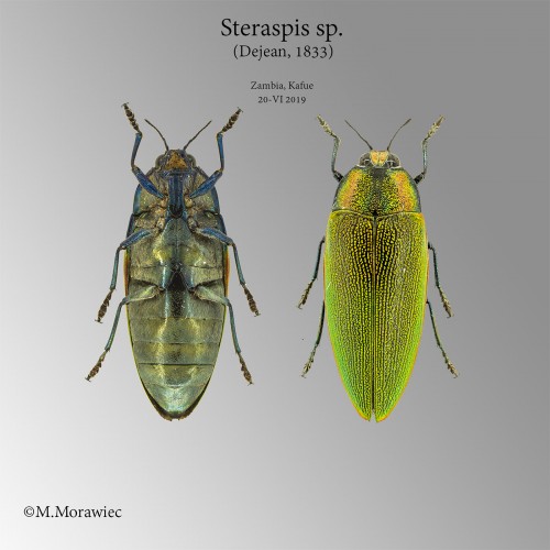 Steraspis sp_male_entomo.jpg