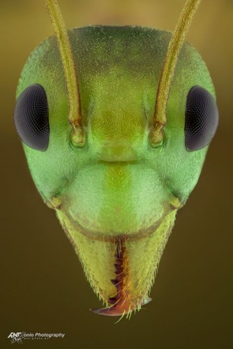 Oecophylla smaragdina - mrówka prządka<br />(Australia)