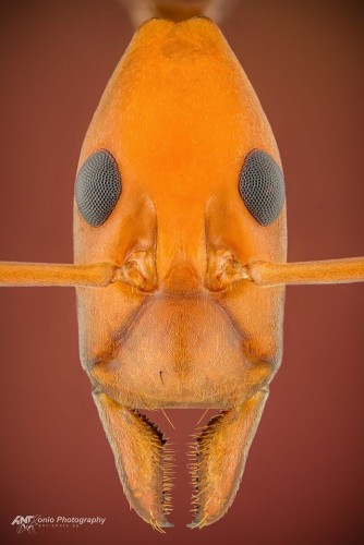 Leptomyrmex ruficeps (Australia)