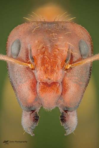 Camponotus sp. z Bali