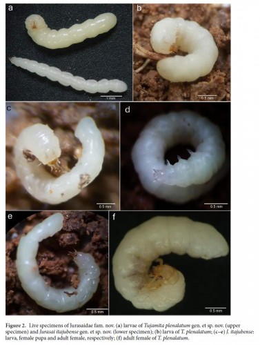 Jurasaidae larvae.jpg