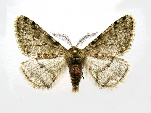 Phigalia pilosaria motyl 12.02.2020.jpg