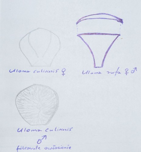 szkice kształtów podbródka Uloma culinaris z lewej oraz Uloma rufa z prawej