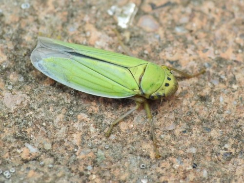 3) Cicadella viridis?<br />30.08.2019 Kraków