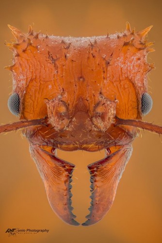 Acromyrmex octospinosus.jpg