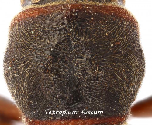 tetropium fuscum pronotum.jpg