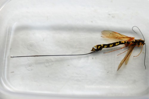 Ichneumonidae 1.jpg