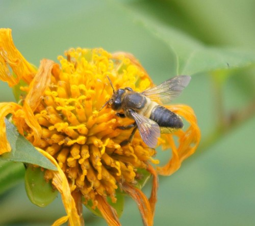 Pszczółka.jpg