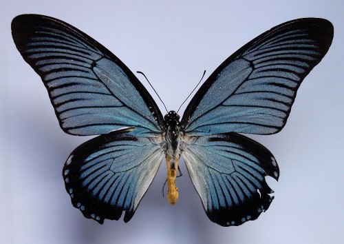 Papilio zalmoxis 134 mm.jpg