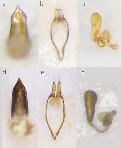 Ryc. 4 Narządy kopulacyjne Tetrops gilvipes adlbaueri i T. praeustus s.l..jpg