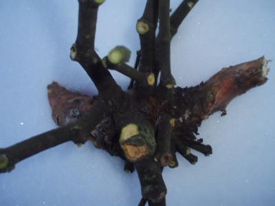 Zimą obecność gąsienic objawia się niewielką ilością gruzełków kału