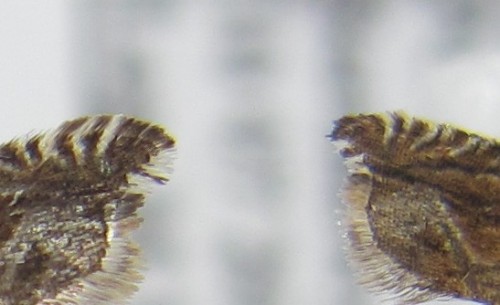 Ancylis comptana w strzępinie poniżej kąta skrzydła znajduje się ciemny (brunatny) prążek. Strzępina dwuwarstwowa, jasna u podstawy
