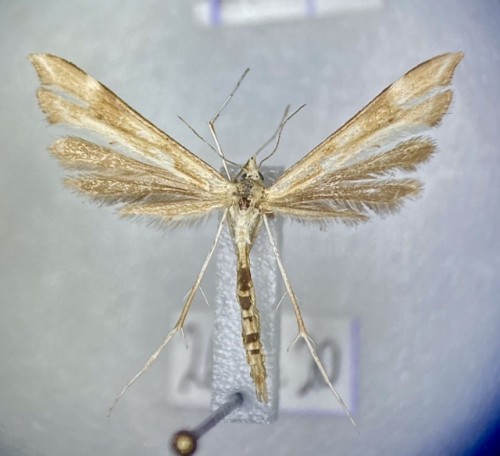 Gillmeria pallidactyla<br />26 VI 2020, Pojezierce, DE37