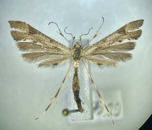 Platyptilia gonodactyla (2)<br />27 V 2020, Pojezierce, DE37
