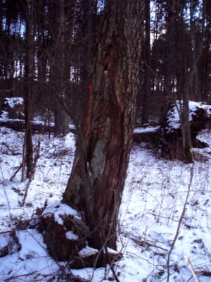 Poniżej dwa zdjęcia drzew zasiedlanych od wielu pokoleń tego gatunku przeziernika