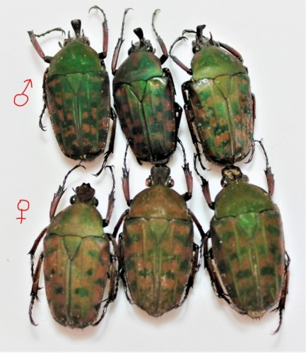 Aphanochroa pseudincoides, Cameroun.1.jpg