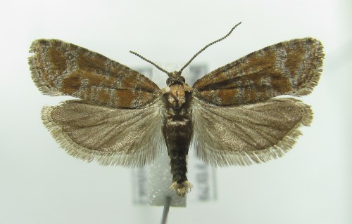 Rhyacionia pinivorana (Lienig &amp; Zeller, 1846)