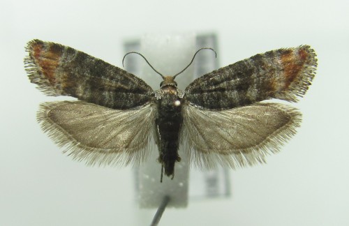 Rhyacionia duplana (Hübner, 1813), samica