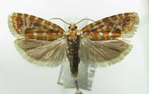 Rhyacionia pinicolana (Doubleday, 1849)