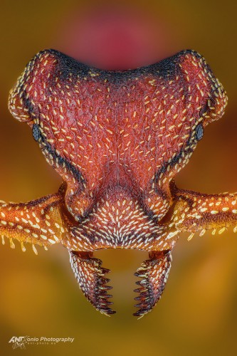 Eurhopalothrix heliscata(400kib).jpg