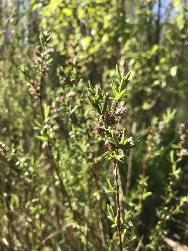 Salix myrtilloides kwiaty zenskie2.JPG