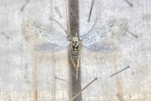 Elachista pollinariella<br />2 VI 2021, Sasino, XA77
