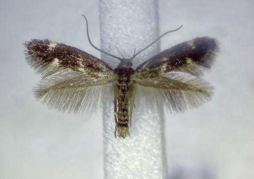 Elachista sp. (kilmunella/alpinella)?<br />12 mm<br />30 VI 2021, Pojezierce, DE37