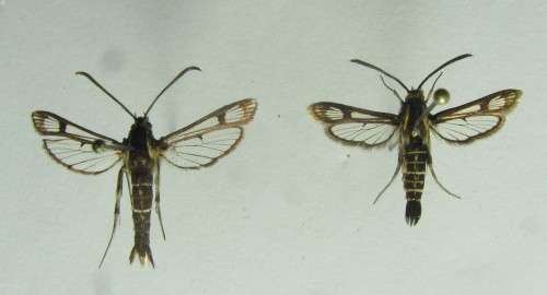 Po lewej samiec Pyropteron triannuliformis (charakterystyczny pędzelek odwłokowy, po prawej samiec Pyropteron muscaeformis