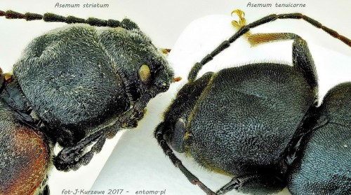 Asemum striatum - A.tenuicorne - small.jpg