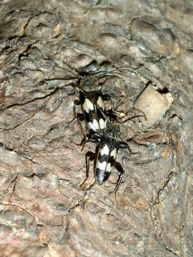 S. undatus in copula.
