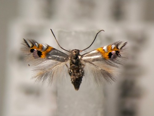 Leucoptera lustratella.jpg