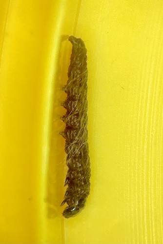 Agonopterix assimilella (Cytisus scoparius)