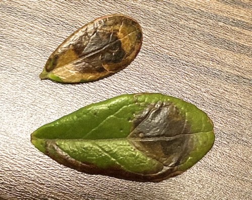 Fomoria weaveri (Vaccinium vitis-idaea)