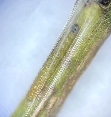 Leucoptera spartifoliella - gąsienica