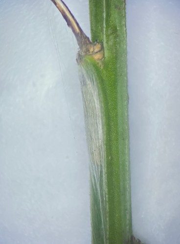 Leucoptera spartifoliella - kokon
