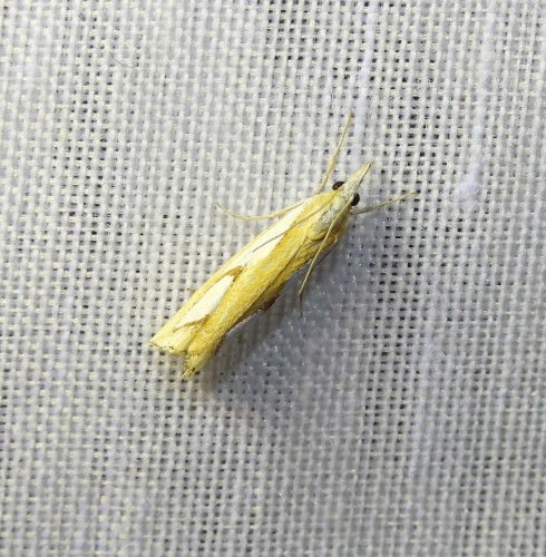 Catoptria pinella.JPG