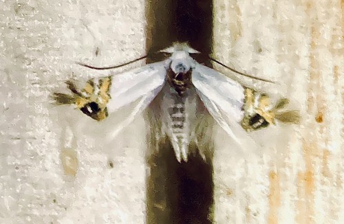 Leucoptera sinuella