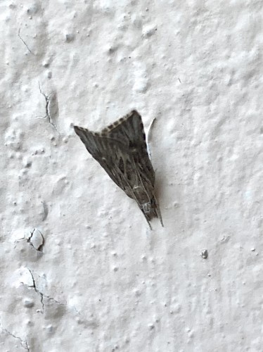 Gelechiidae<br />26 VII 2022, Knossos