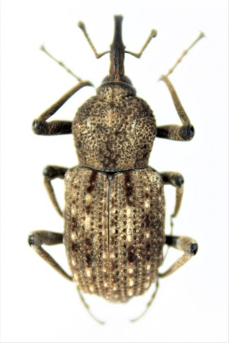 Curculionidae sp 2 , Cameroun.JPG