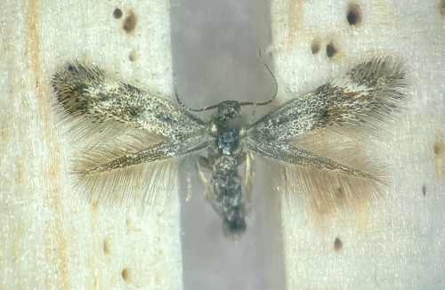 Elachista serricornis<br />12 VIII 2022, Zabuże