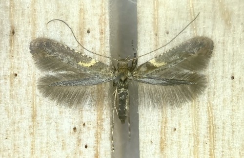 Caloptilia juratae<br />21 VII 2022 ex larva, Acer platanoides<br />Olszowa droga