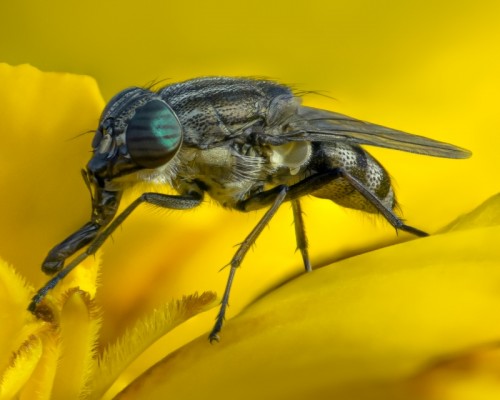 Diptera/Rhiniidae/Stomorhina Obsoleta (?)