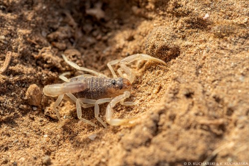Nieoznaczony, młodziutki skorpion.